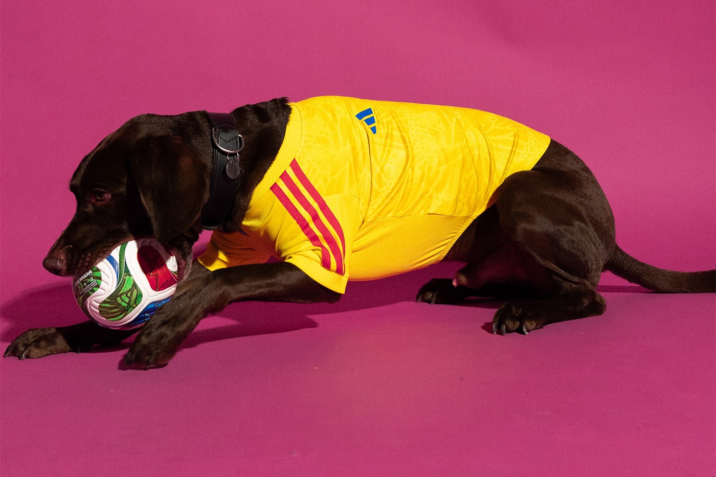 adidas 2026 FIFA World Cup Pet Collection Release Info