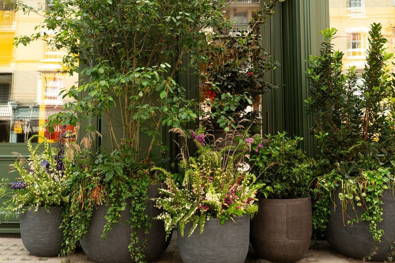 JW Anderson Burnt Fen Flowers RHS Chelsea Flower Show Pimlico London Store 