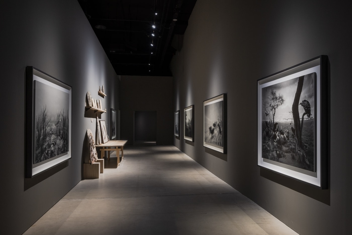 Fossil specimens and gallery interior at Form Is Emptiness
