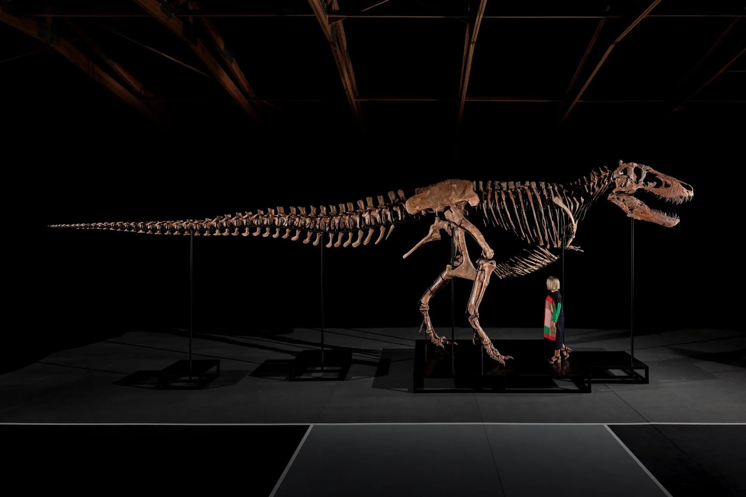 gus tyrannosaurus rex sothebys auction fossil record 