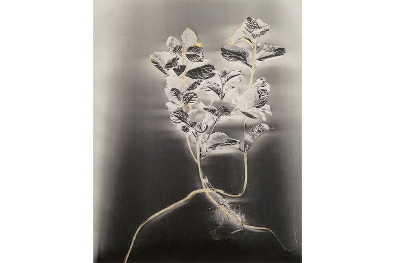 Royal Photographic Society IPE 167 Exhibition Saatchi Gallery London Art Photography Exhibition