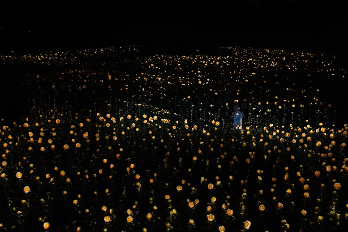 teamLab New Artwork Small Sun Flickering in the Dark Botanical Garden Osaka Info
