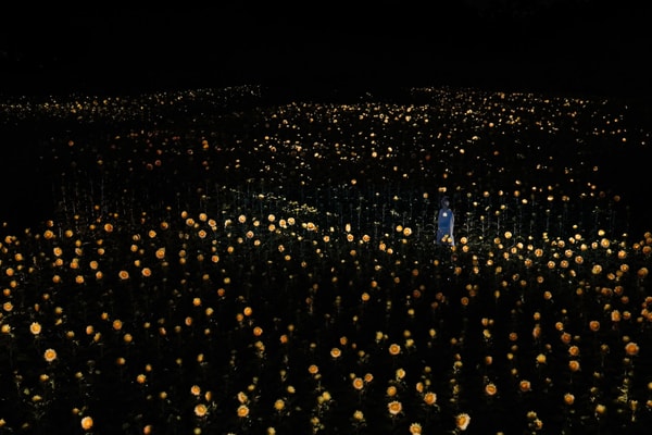 teamLab New Artwork Small Sun Flickering in the Dark Botanical Garden Osaka Info
