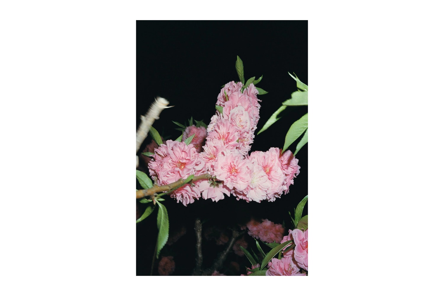 No. 223 Photo Exhibition Saint Laurent Rive Droite Beijing Li Zhipeng Anthony Vaccarello Art Artworks