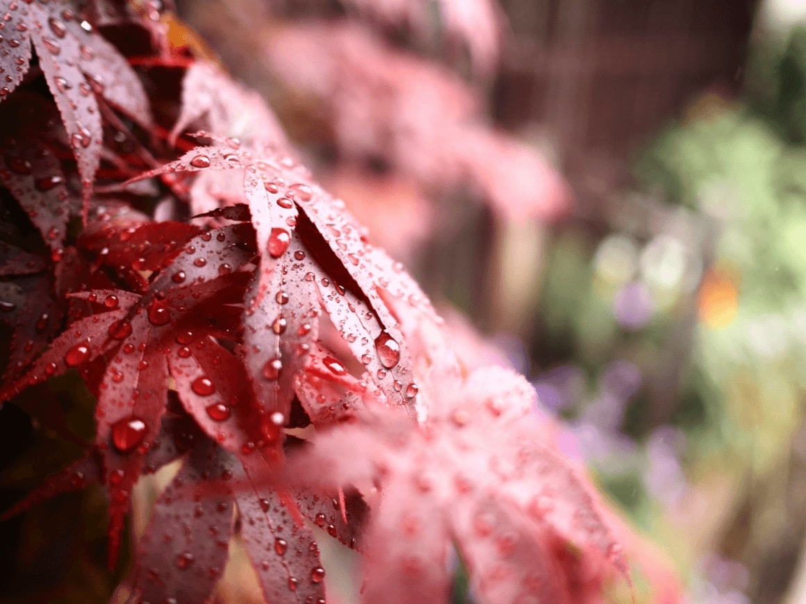 OM SYSTEM PEN camera design and features