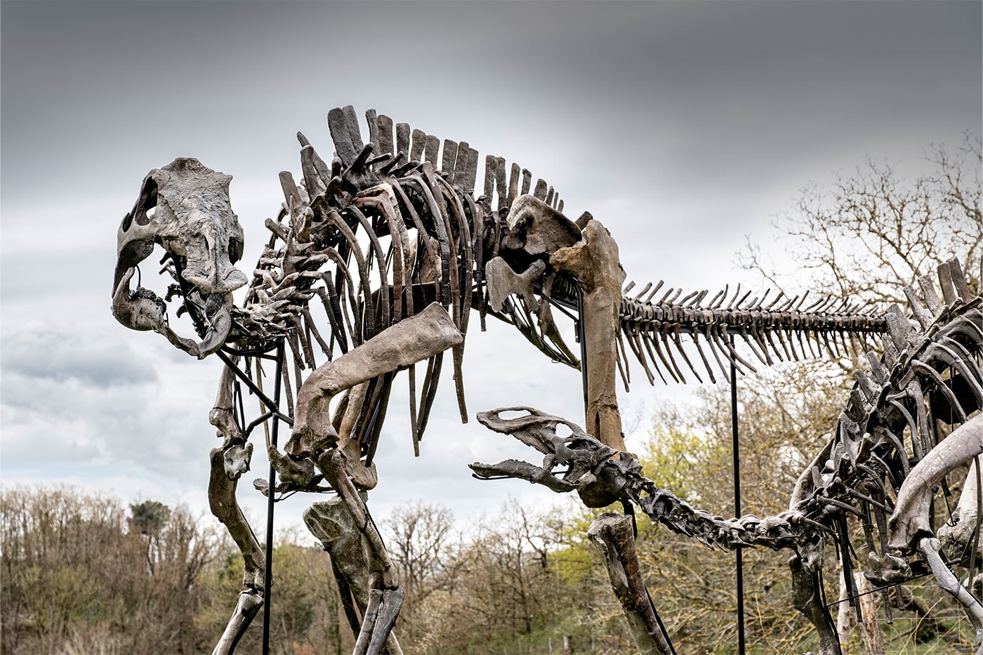Pharrell Williams' JOOPITER Brings Two Dinosaur Skeletons to Auction Estimated Up to $1.2 Million USD Each