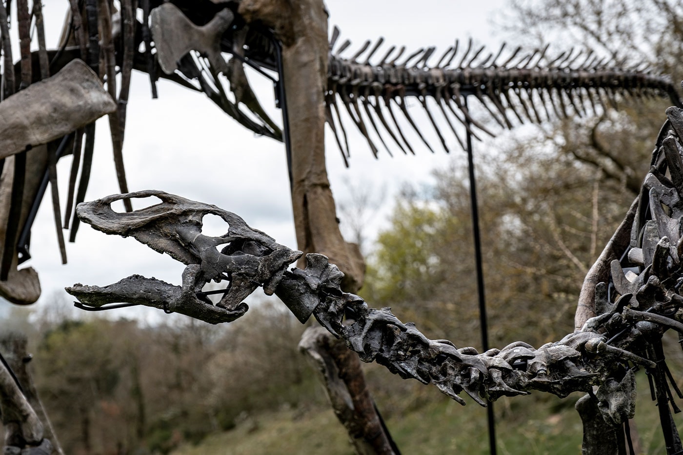 Pharrell Williams' JOOPITER Brings Two Dinosaur Skeletons to Auction Estimated Up to $1.2 Million USD Each