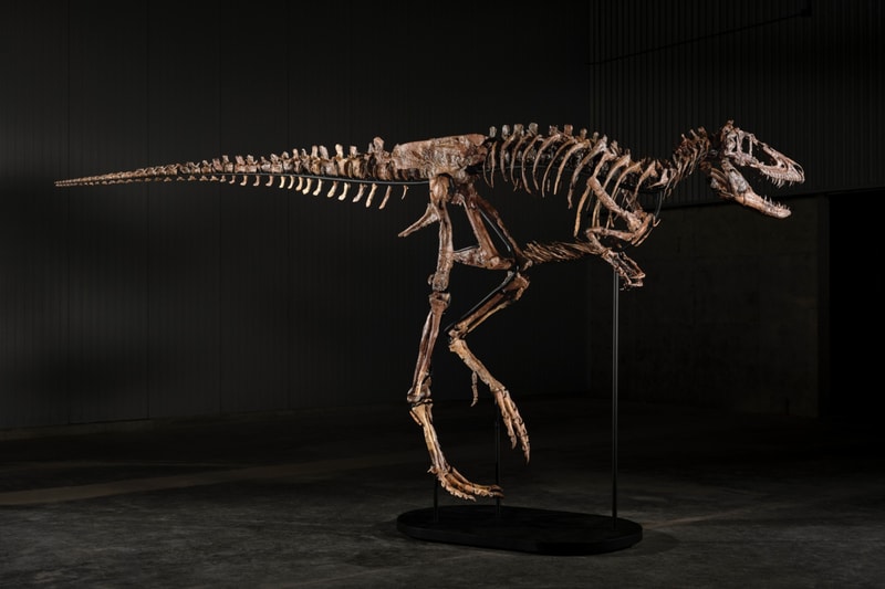 A mounted 6.5-foot-tall Nanotyrannus dinosaur skeleton named Jodi presented for auction at Sotheby's.