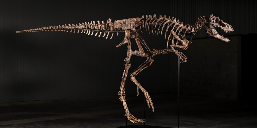Image accompanying source report: Sotheby's to Offer First Nanotyrannus Skeleton at Auction, Estimated up to $9M
