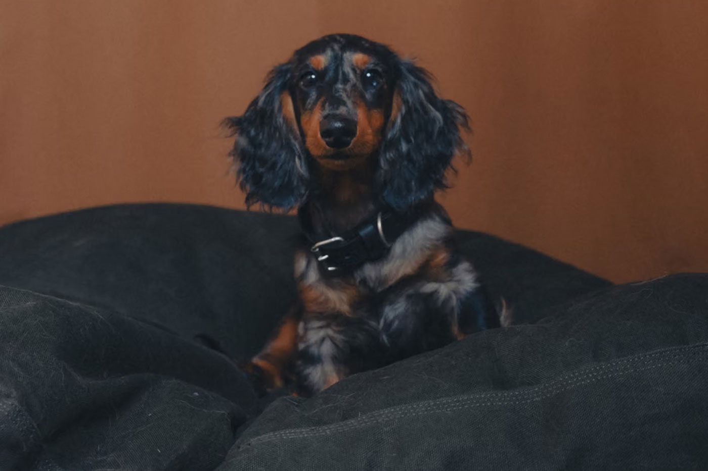 Carhartt WIP Has Something for All the Dogs collars matching leash 