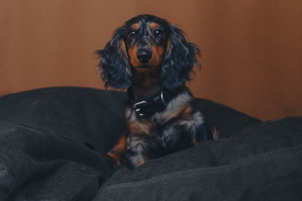Carhartt WIP Has Something for All the Dogs collars matching leash 