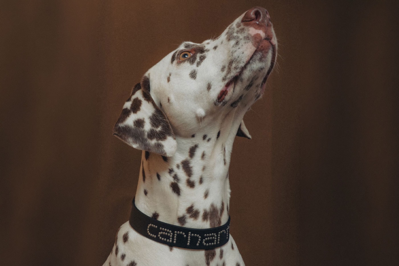 Carhartt WIP Has Something for All the Dogs collars matching leash 