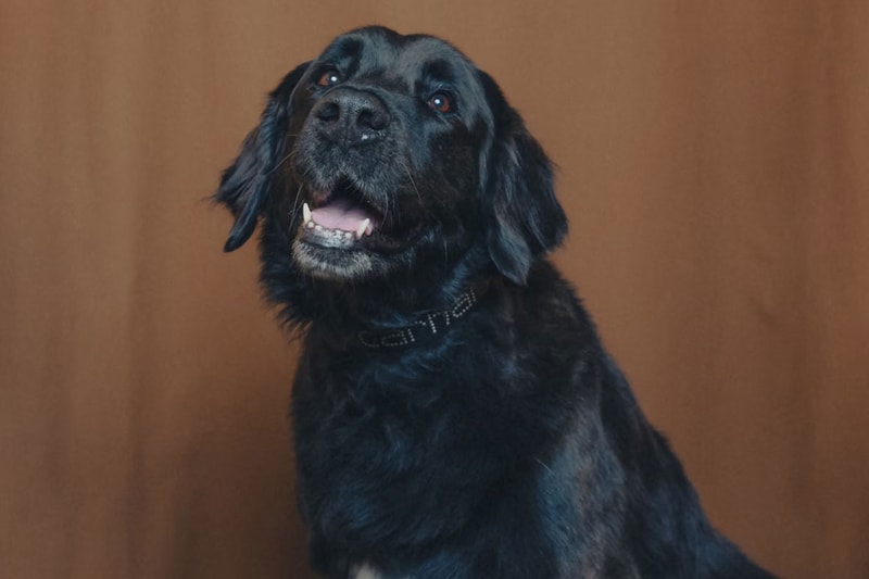 Carhartt WIP Has Something for All the Dogs collars matching leash 