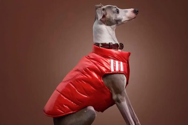 adidas Originals Bundles Up Four-Legged Companions for Winter 2026