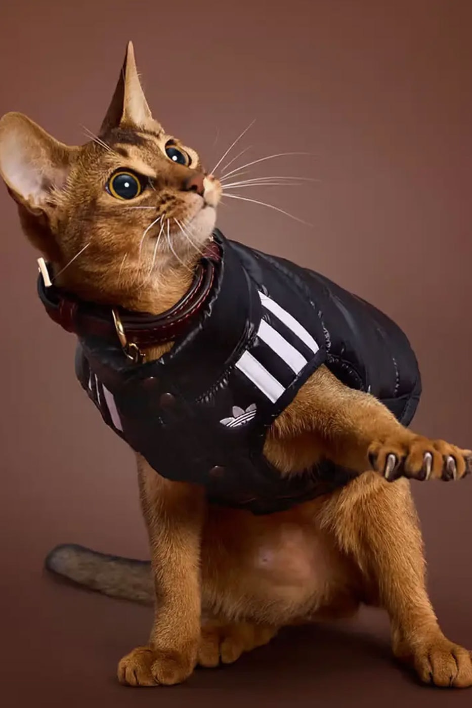 adidas Originals Debuts Winter 2026 Pet Collection