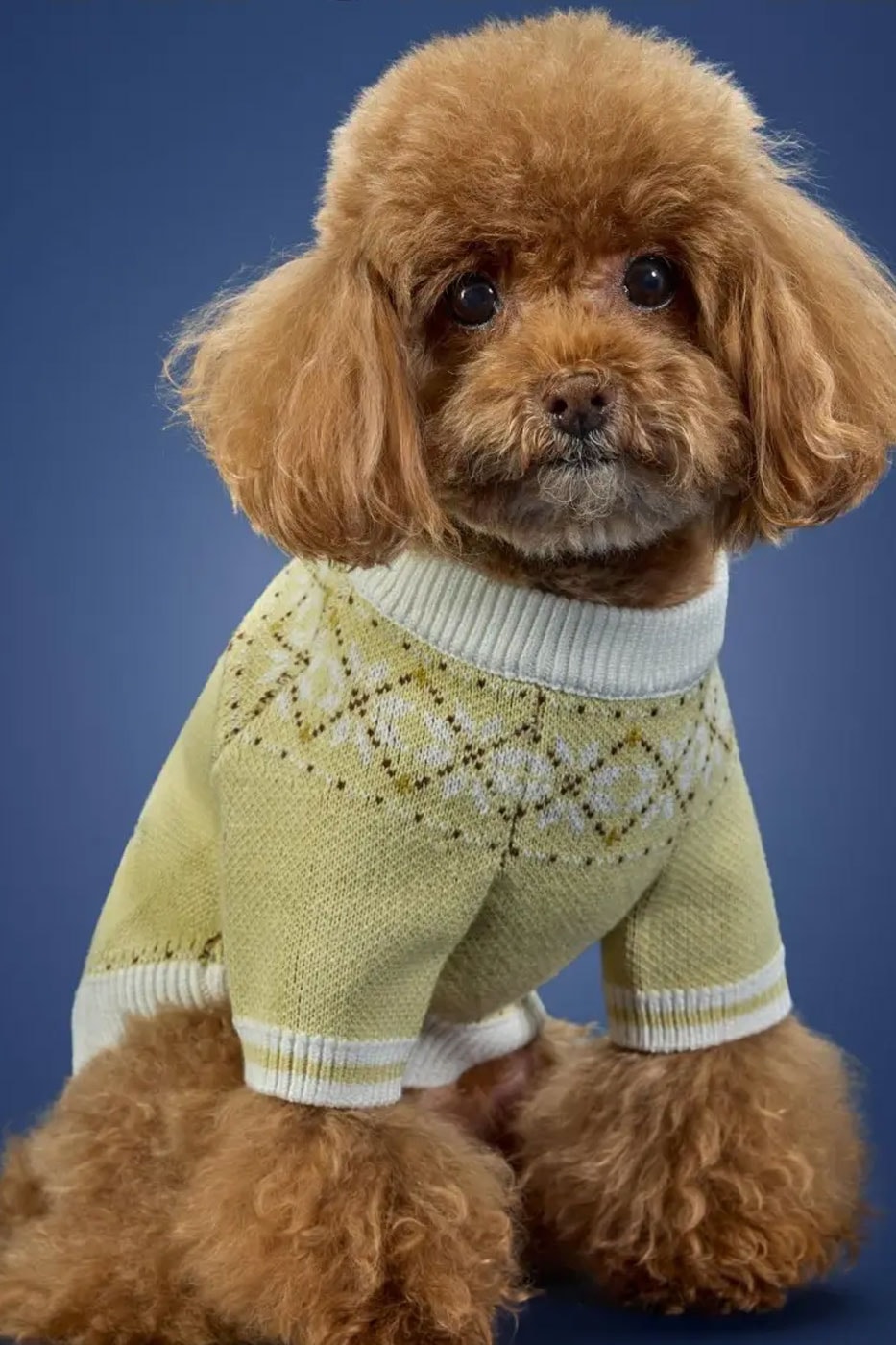 adidas Originals Debuts Winter 2026 Pet Collection