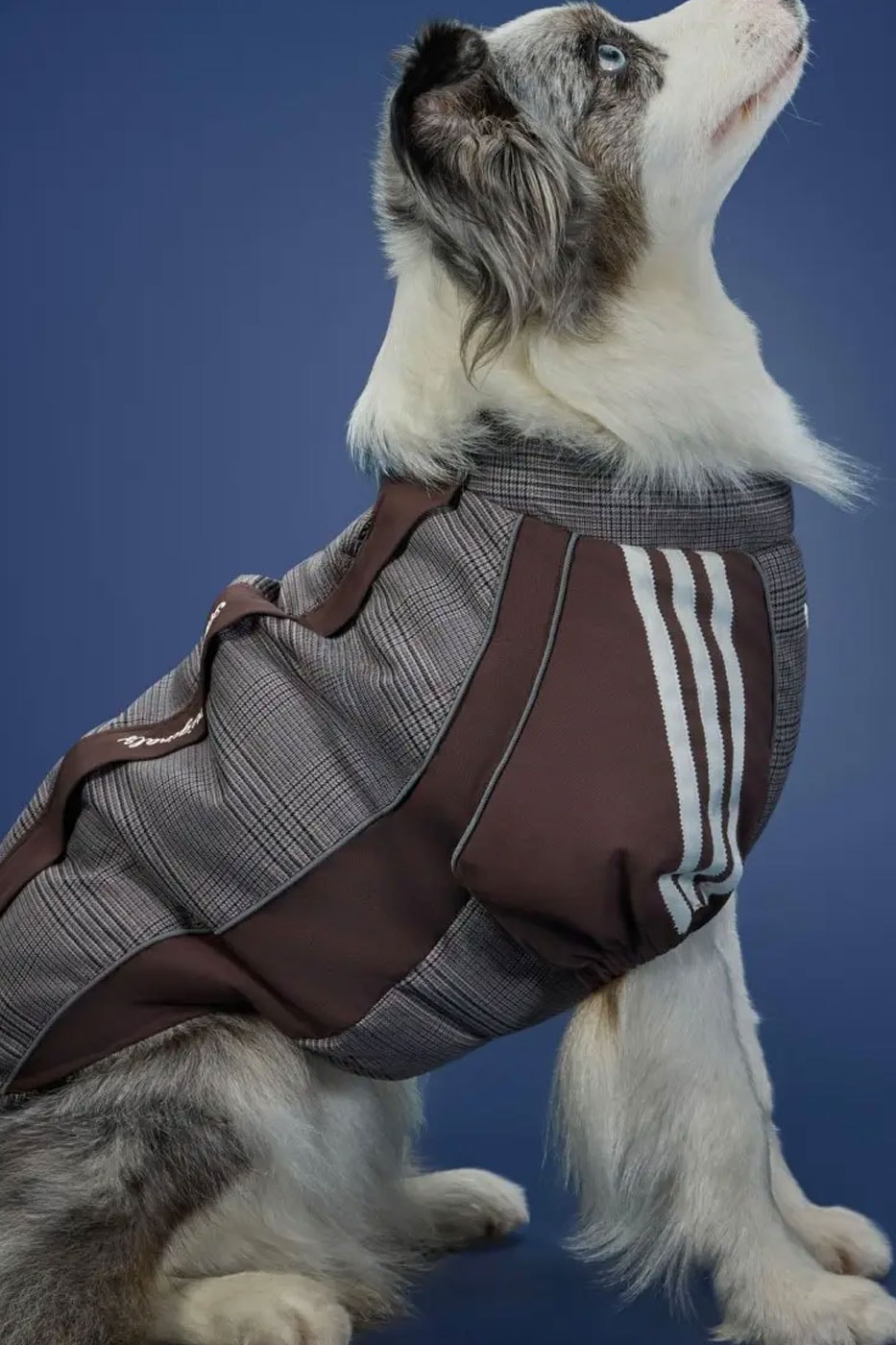 adidas Originals Debuts Winter 2026 Pet Collection