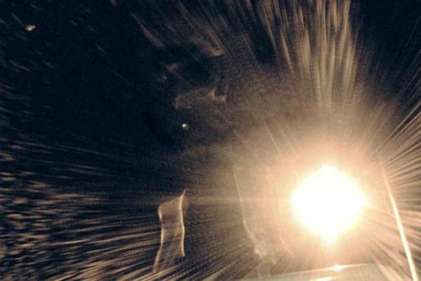 Wandering Bear - Donnie Dakro