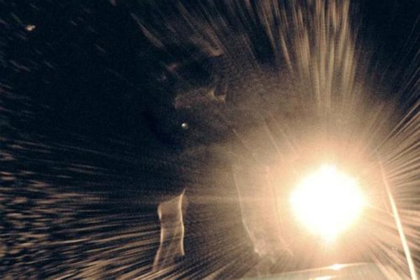 Wandering Bear - Donnie Dakro