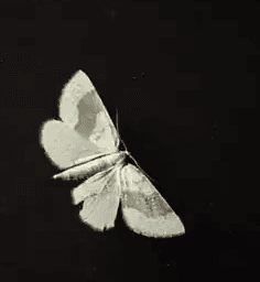 Mastodon - Curl Of The Burl