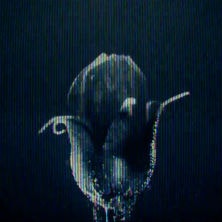 Trent Reznor & Karen O - Immigrant Song (Led Zeppelin Cover)