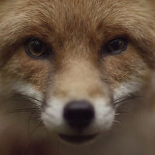 Sigur Rós – Ekki Múkk