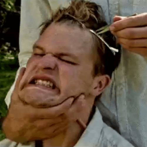 Grizzly Bear – gun-shy