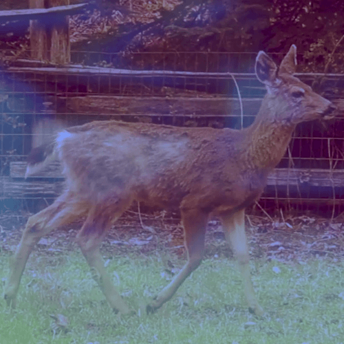 Memoryhouse – Shades Of Our Life