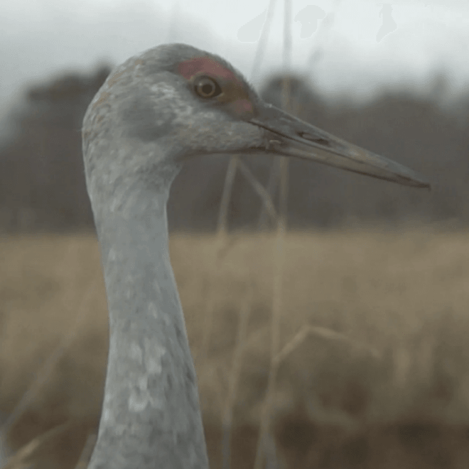 Grimes - Venus In Fleurs