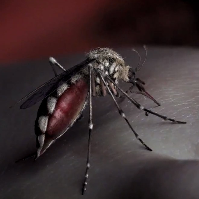 Yeah Yeah Yeahs - Mosquito