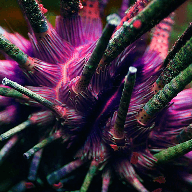 Washed Out – Don’t Give Up