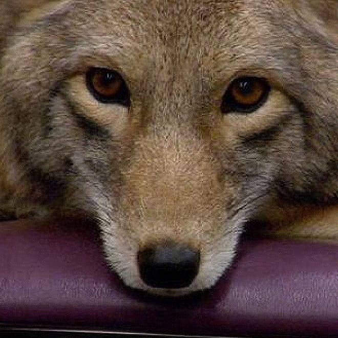 Modest Mouse - Coyotes