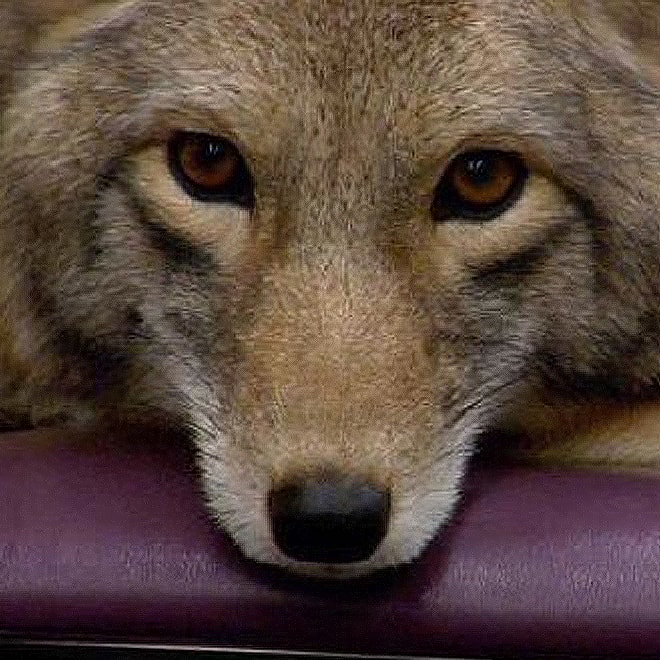 Modest Mouse - Coyotes