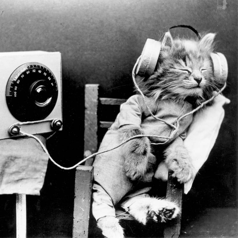 Listen to Music That Scientists Had Created Specifically For Cats