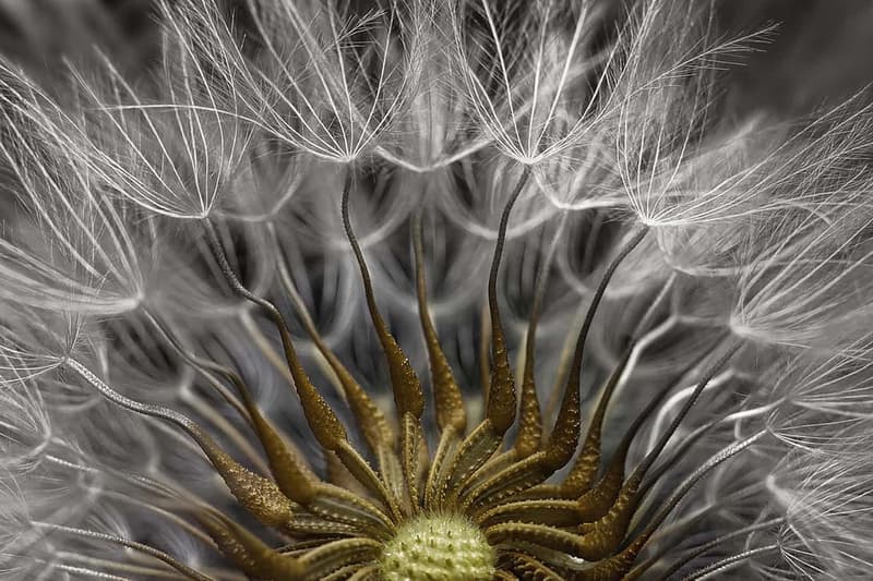 Photos Concours Macro Nikon 2017