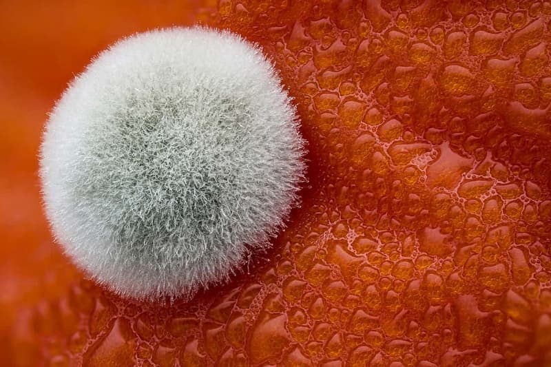 Photos Concours Macro Nikon 2017