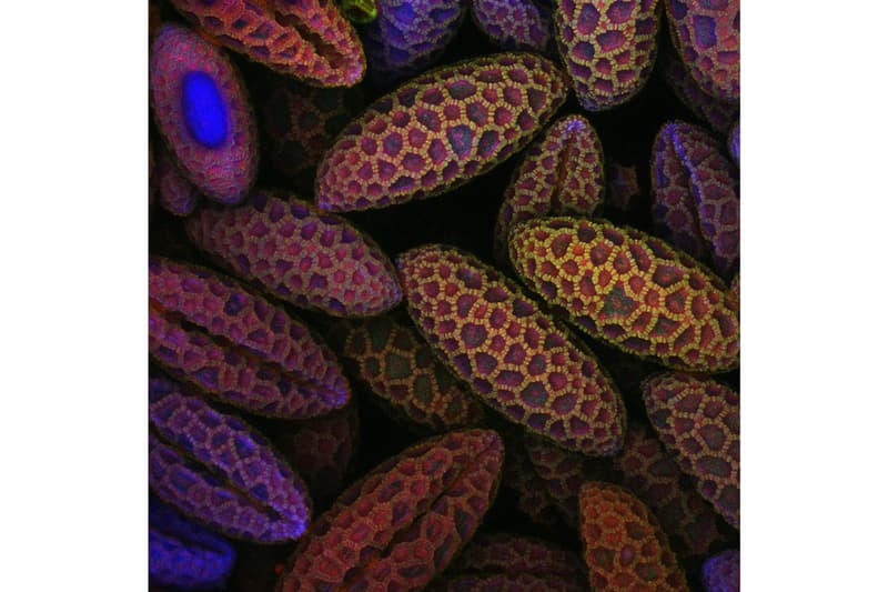 Photos Concours Macro Nikon 2017
