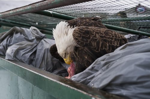Les Images Gagnantes Du Concours World Press Photo 2018