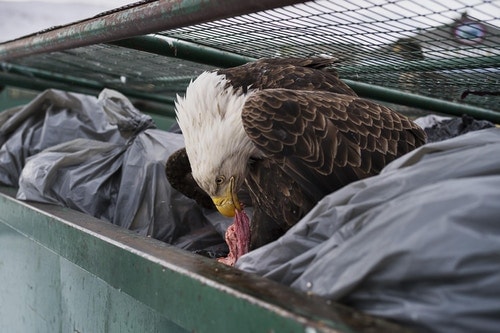 Les Images Gagnantes Du Concours World Press Photo 2018