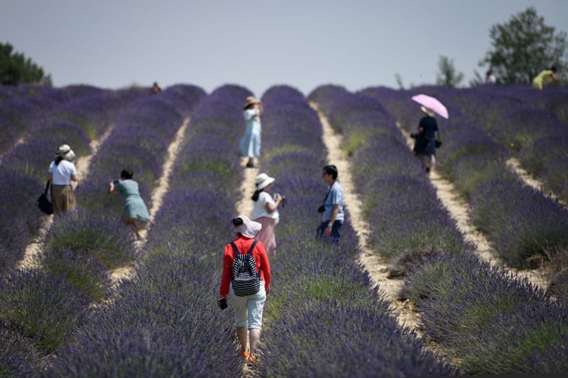 Photo des champs de lavandes