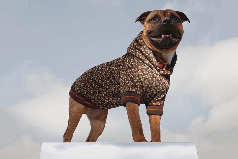 Burberry a droppé un hoodie monogrammé pour chien