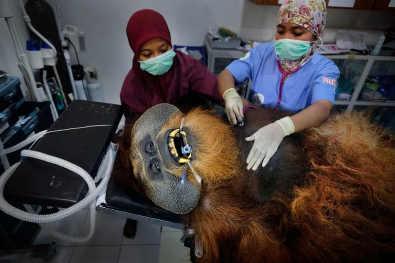 Photos World Press Photo 2020