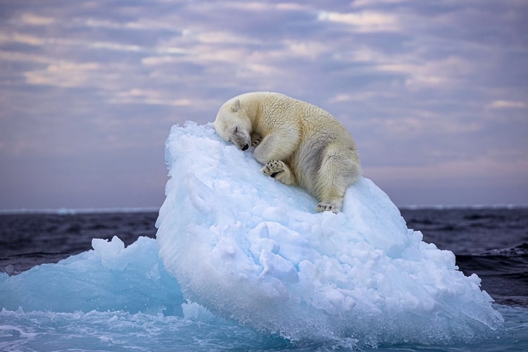 Polar Bear Sleeping on an Iceberg Wins Wildlife Photographer of the Year Award