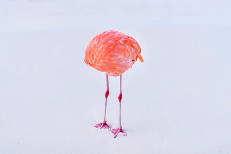 AI Prize Recipient Disqualified After Submitting a Real Photograph