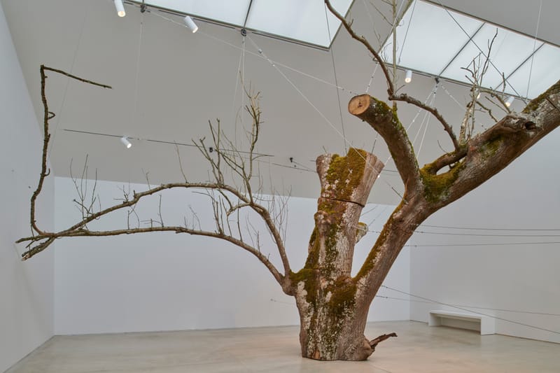 Anya Gallaccio's Radical Practice Explored in Major Turner Contemporary Exhibition