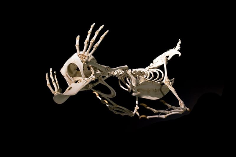 韓國藝術家 Hyungkoo Lee 將卡通人物以骷髏方式呈現！