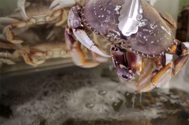 《Fresh Off The Boat》第二集﹣Eddie Huang 與 Rice Paper Scissors 兩位主腦了解越南本土飲食文化 