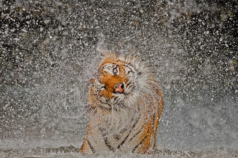 National Geographic’s 2012 Photos of the Year 國家地理雜誌攝影大賽得獎照片