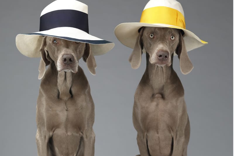 William Wegman 爲 Acne Studios 打造 “Hat Dogs” 造型特輯