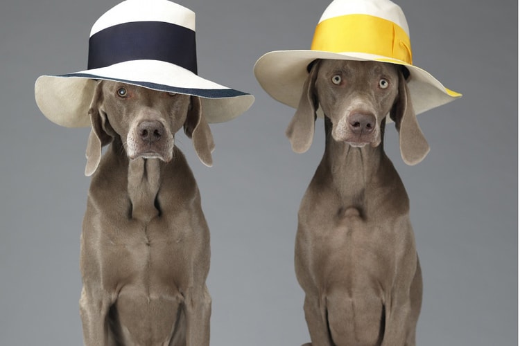 William Wegman 爲 Acne Studios 打造 “Hat Dogs” 造型特輯